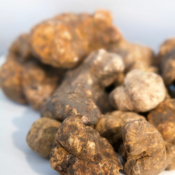 Bianchetto Truffle