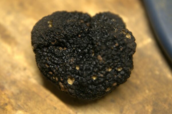 Black Summer Truffle