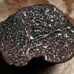 Precious Black Truffle